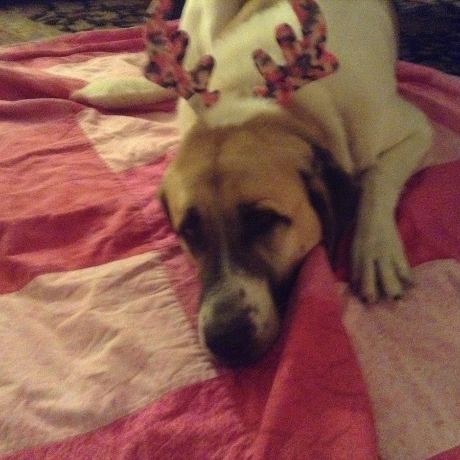 Sage the Dog YouTube