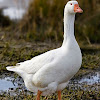 Suspicious Goose