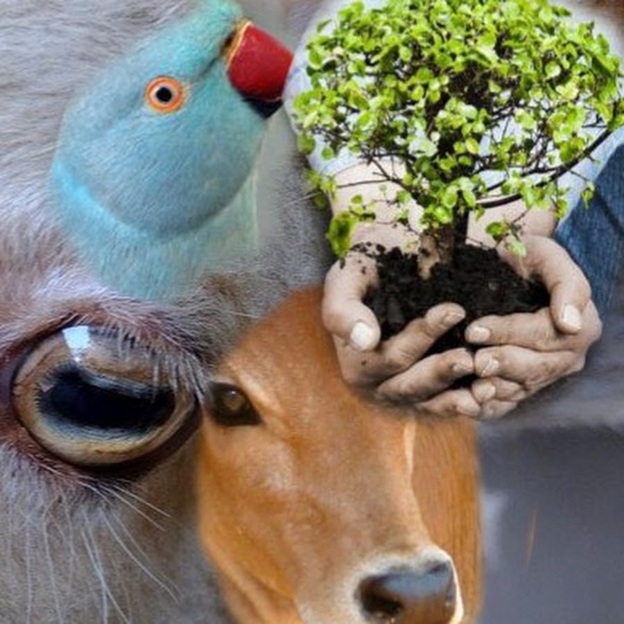 Birds Karachi Pakistan YouTube