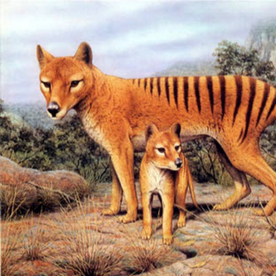 Extinction Blog 