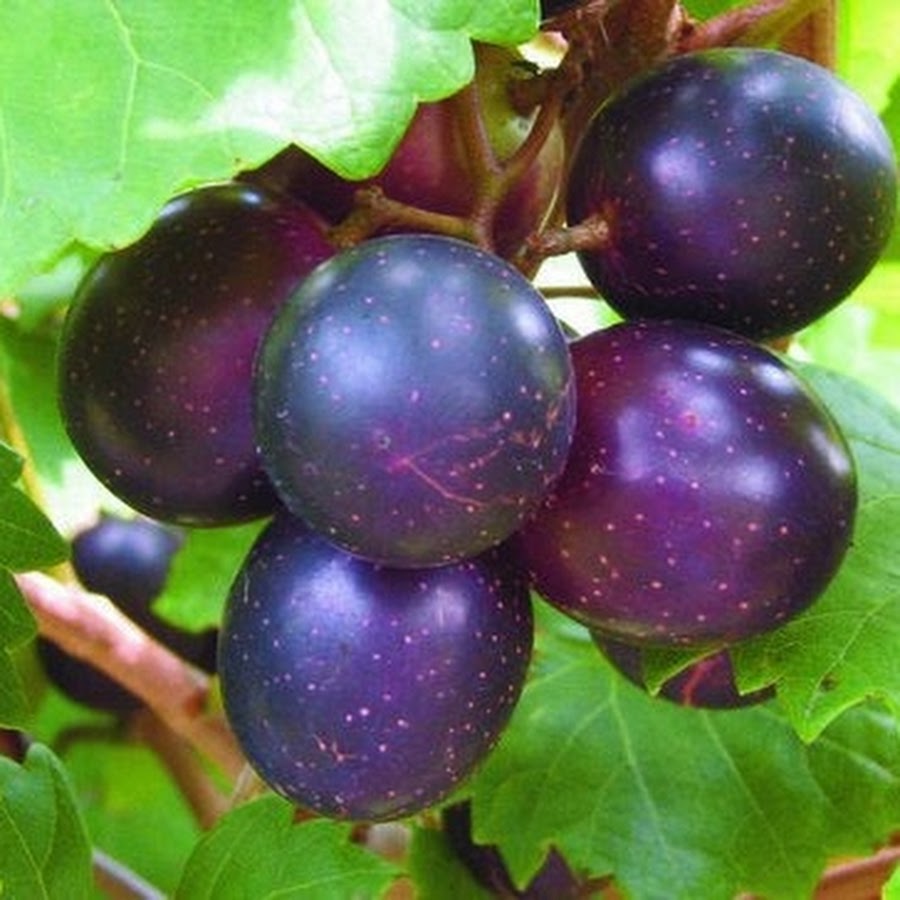 Frozen muscadine grapes for sale