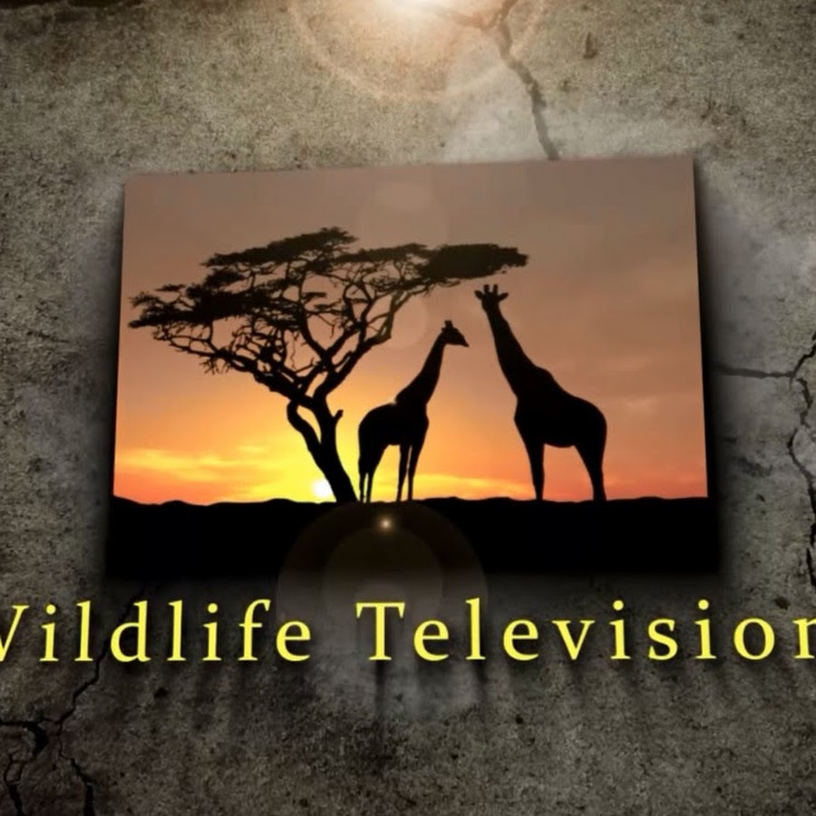Wildlife Television - YouTube