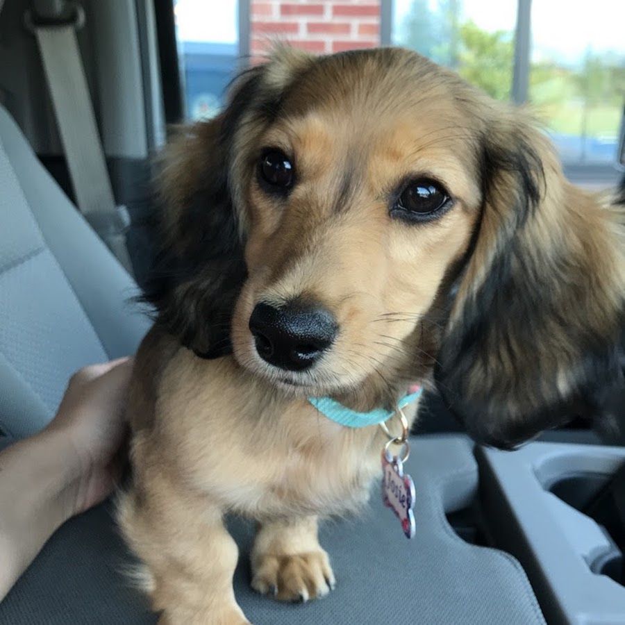 DaisyHill Dachshunds YouTube