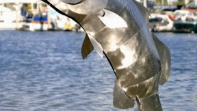 Fishing Tackle Queensland Australia Malaga Australialisted Western