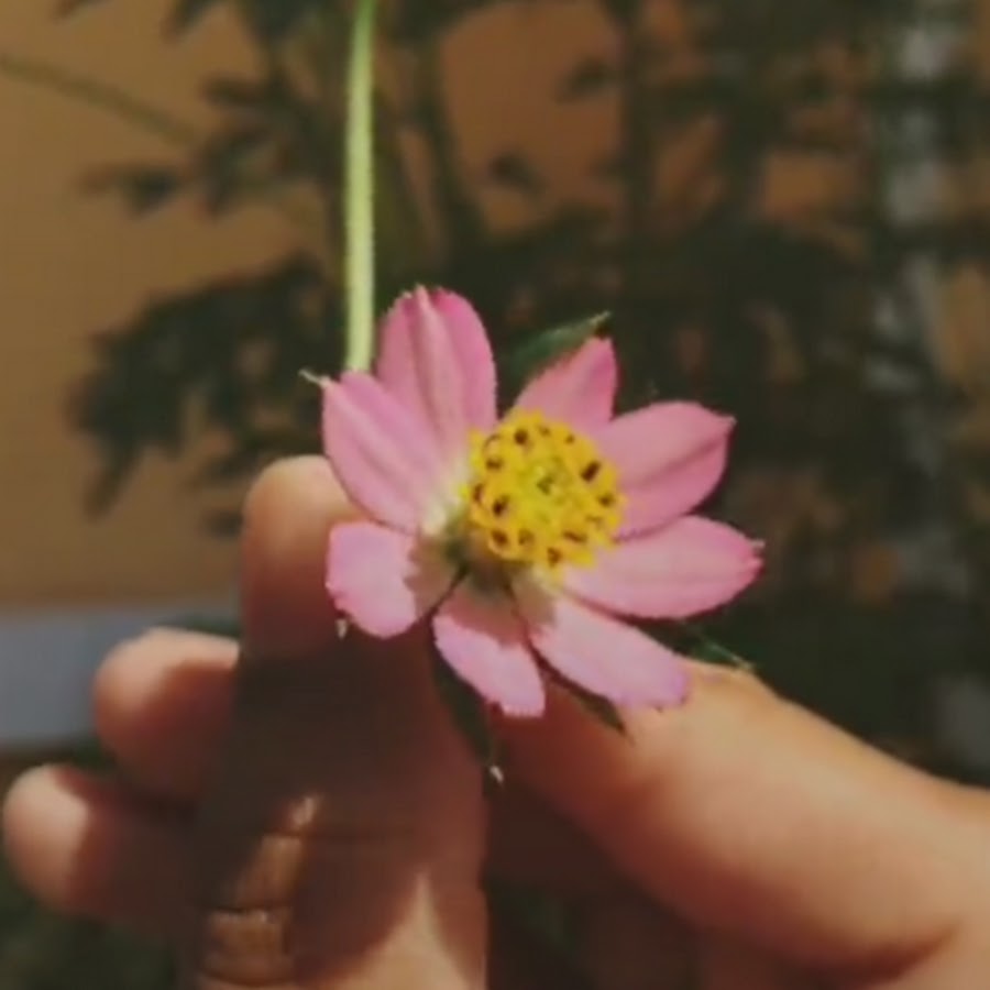 TikTok Puffy - YouTube