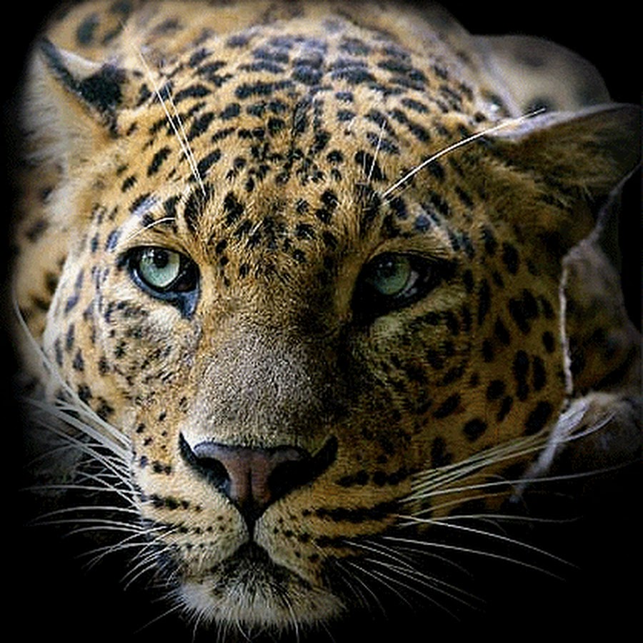 Живые леопарды