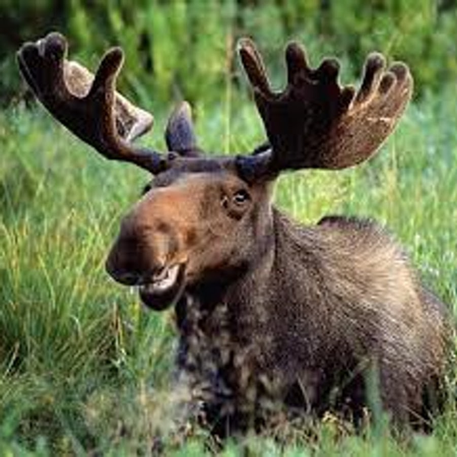 Moose Jerky YouTube