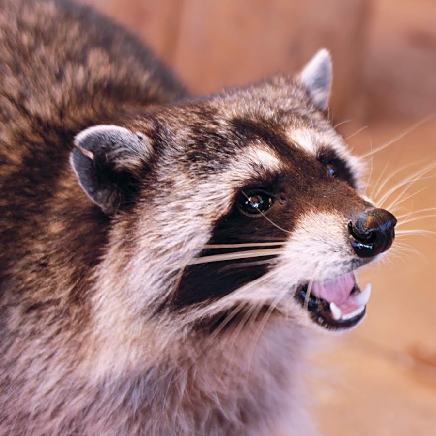 raccoons-house-youtube