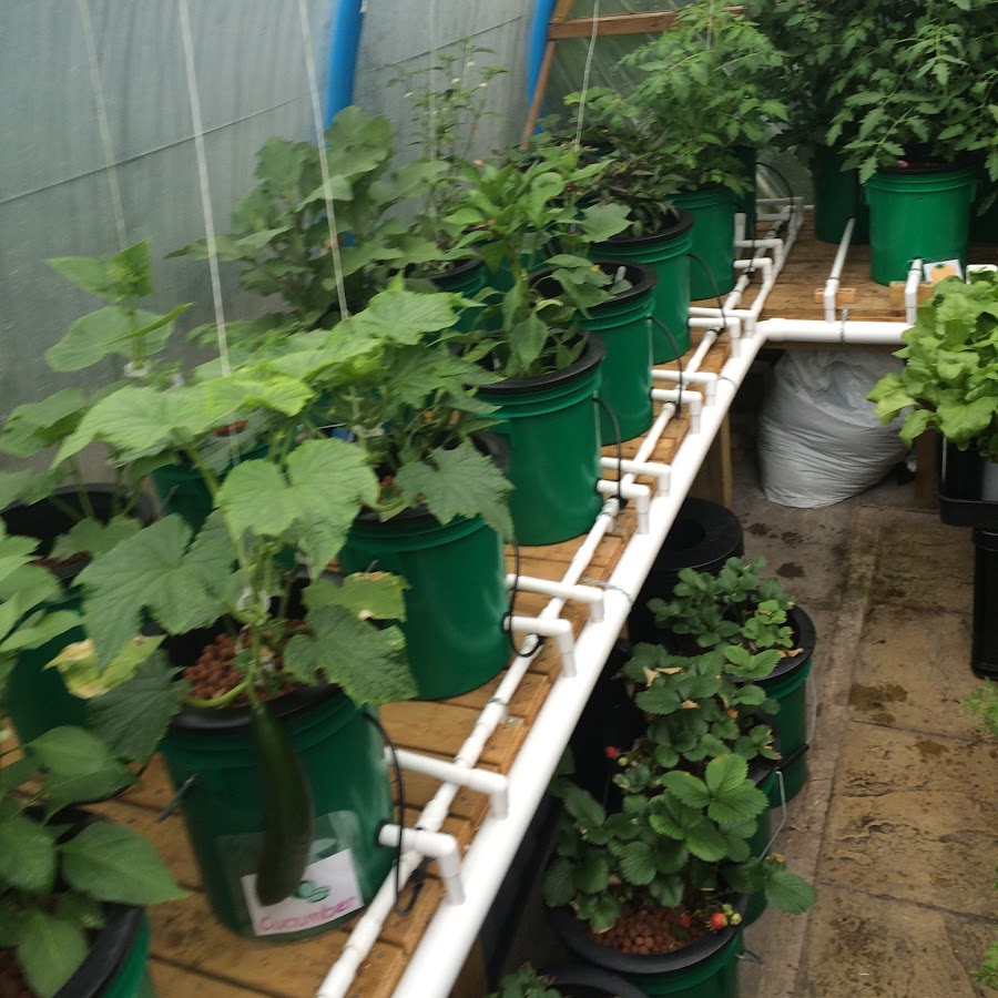 Hydroponics for Beginners UK - YouTube