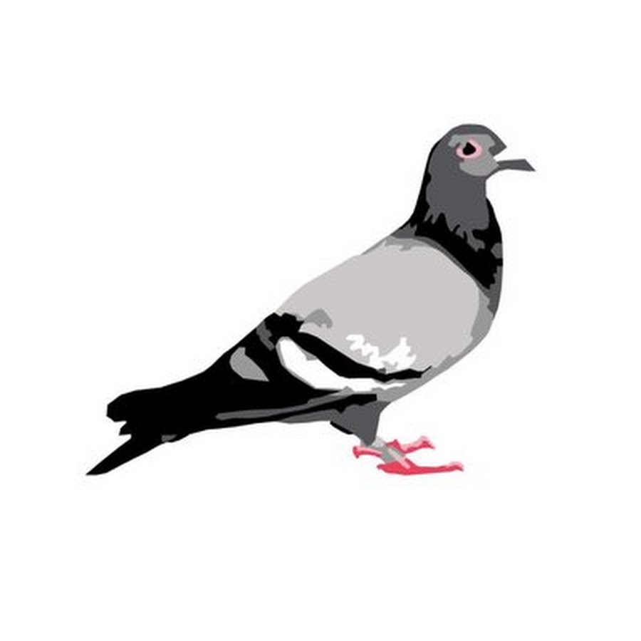 Staple Pigeon YouTube