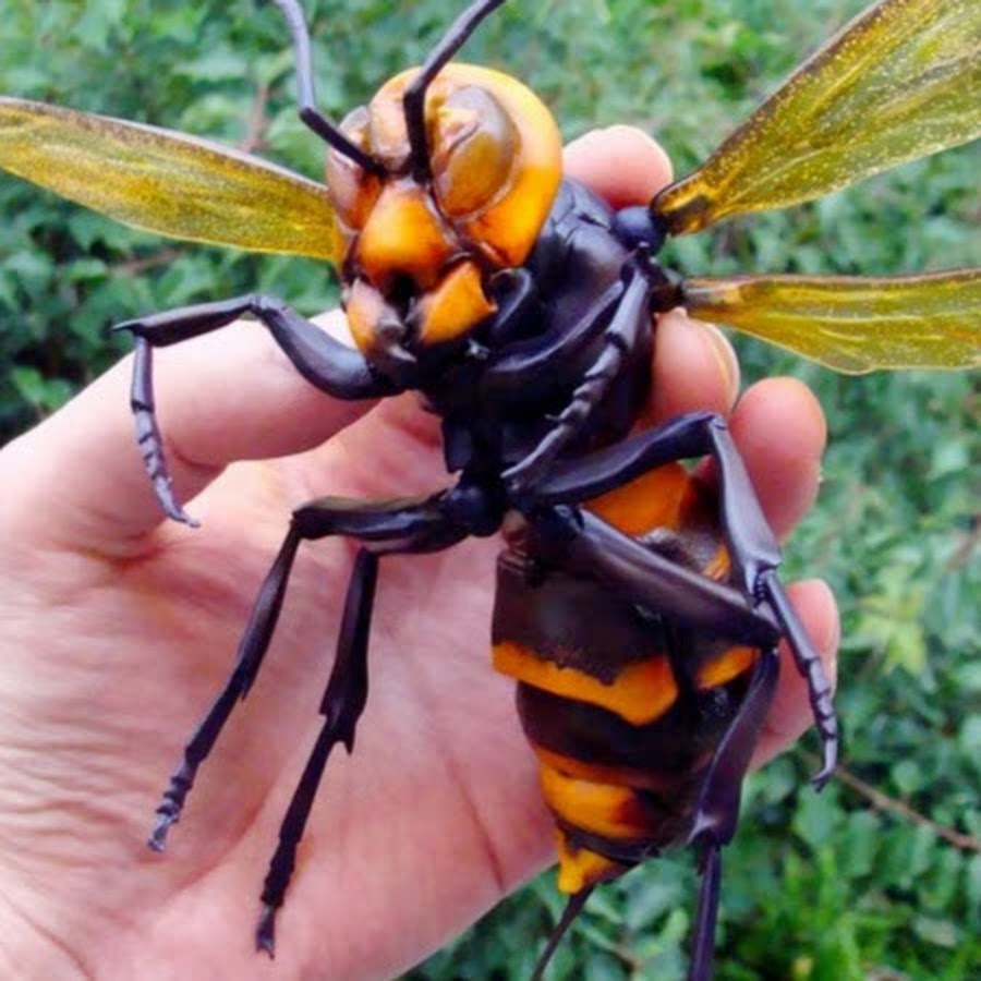 Murder Hornet - YouTube