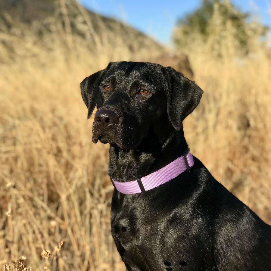 Violet Is My Dog! YouTube