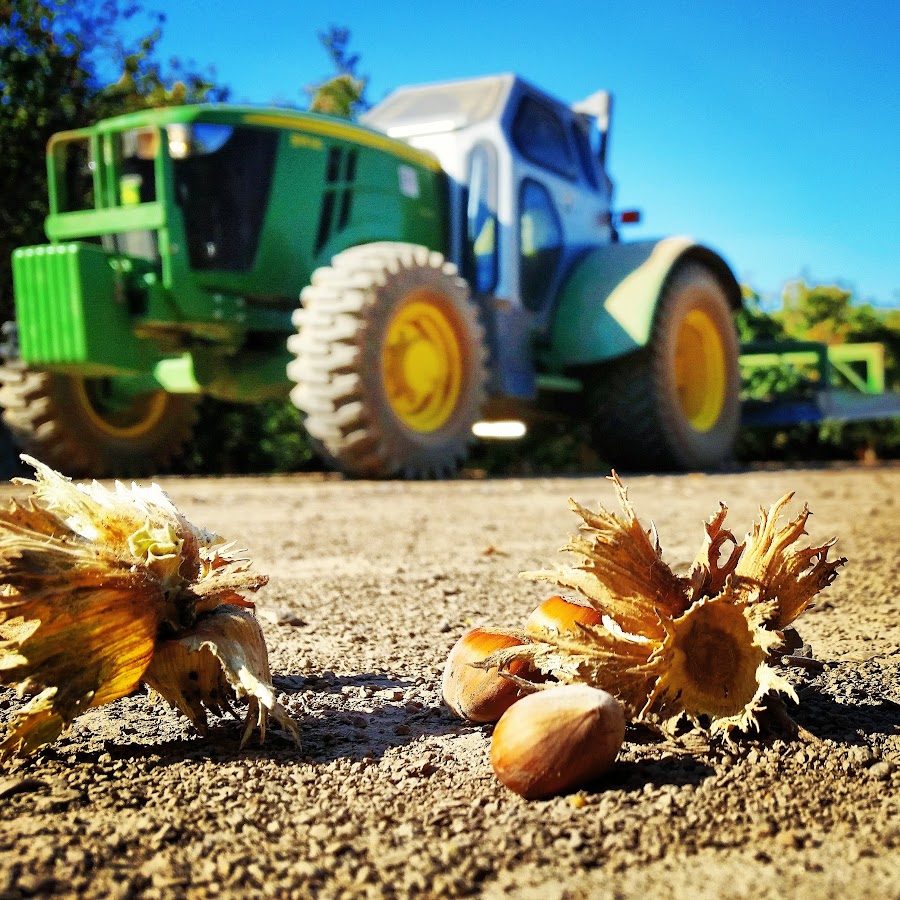 Hazelnut harvesting