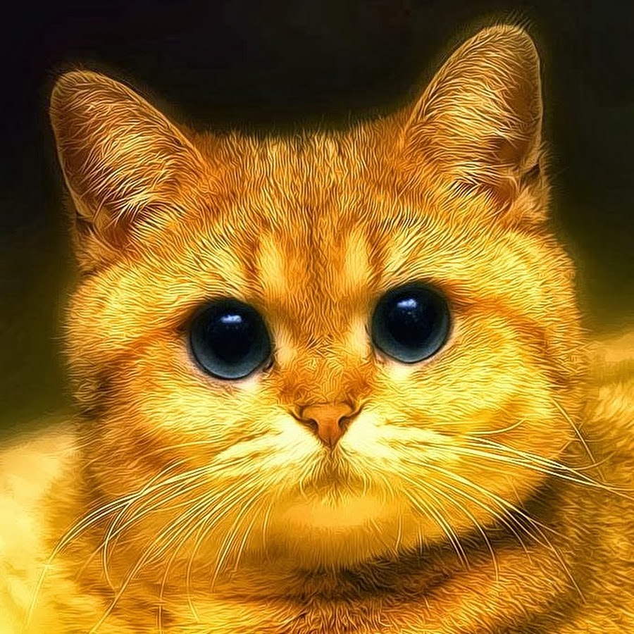 Показывай побыстрее пожалуйста. Показывай побыстрее пожалуйста. Кот просит. Показывай побыстрее пожалуйста. Жалобный котик.