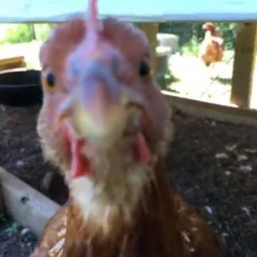 Backyard Chickens of Wisconsin YouTube