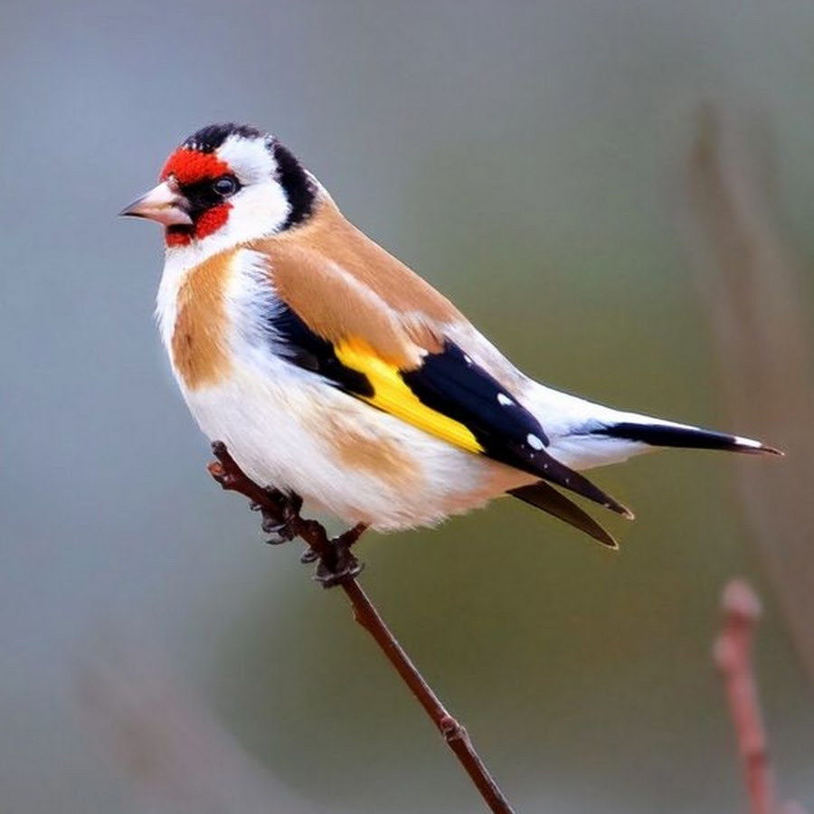 Finch VN 