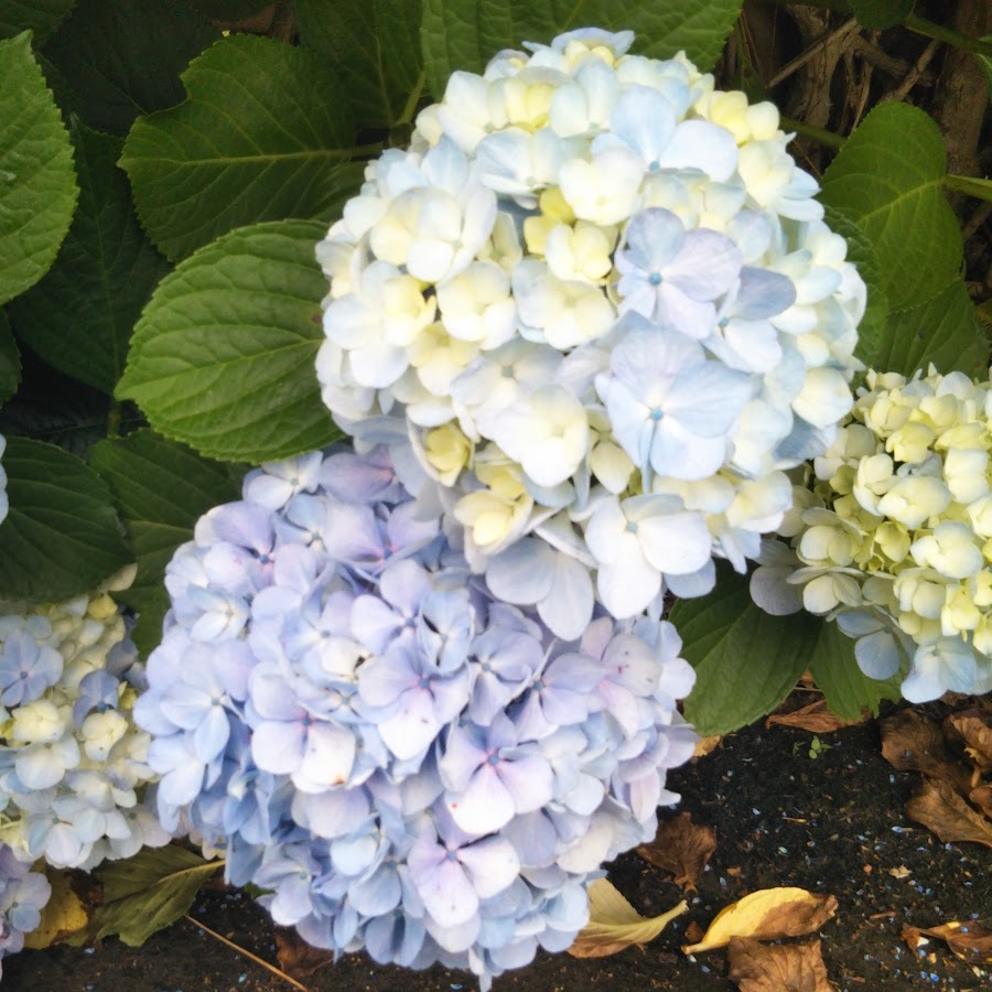 million dollar flower blue YouTube