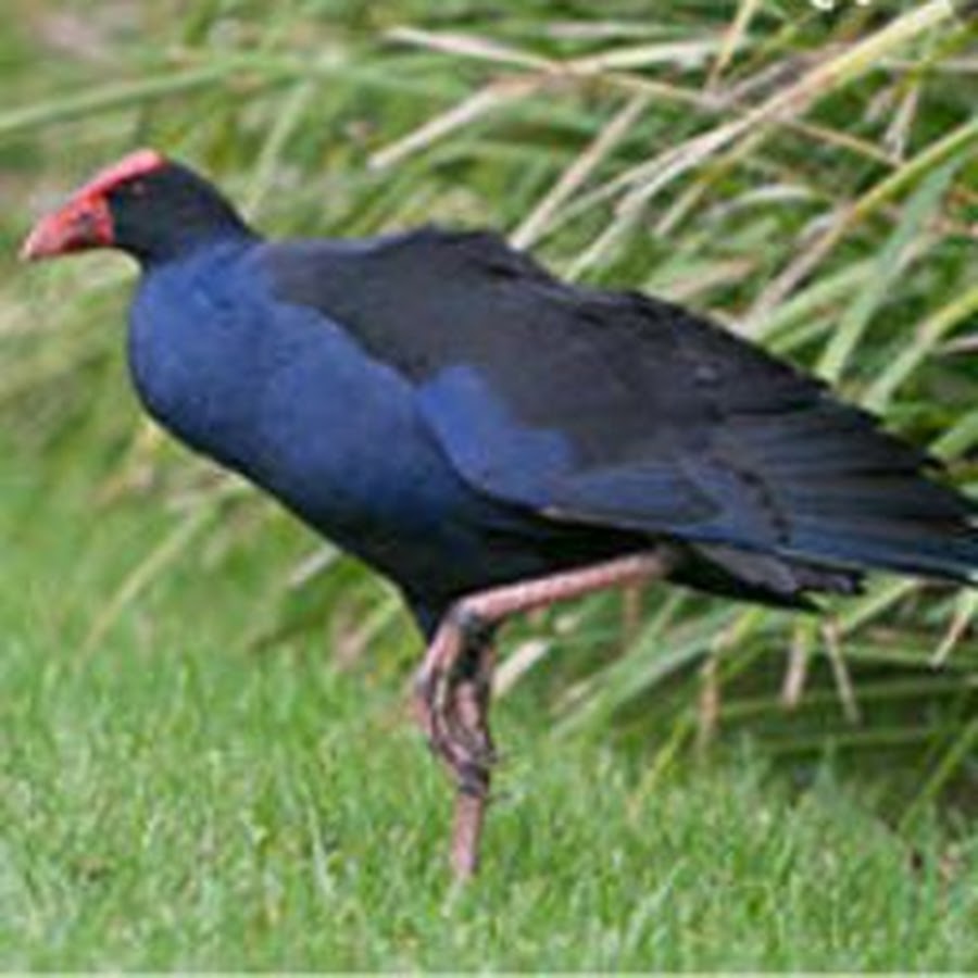 Bos mandar Purple porphyrio 
