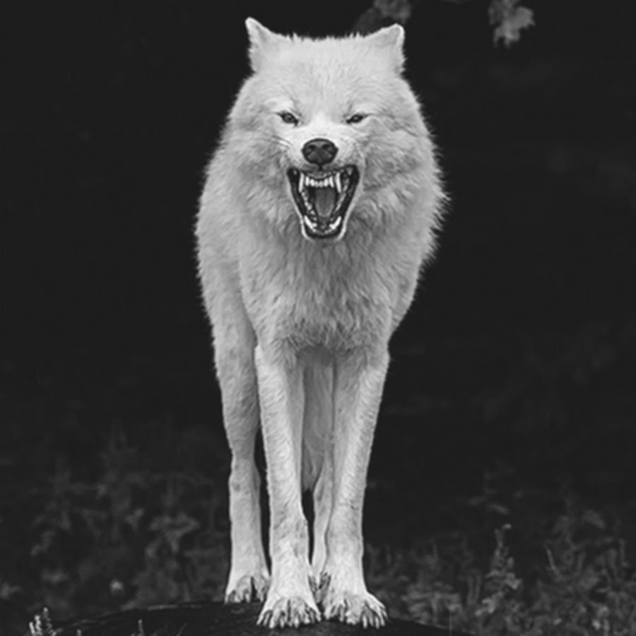 Killer Wolf - YouTube