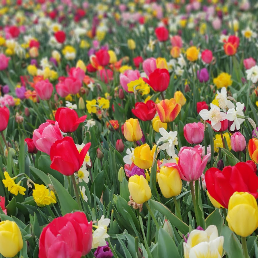 Pacific Girls J Youtube | Sexiz Pix