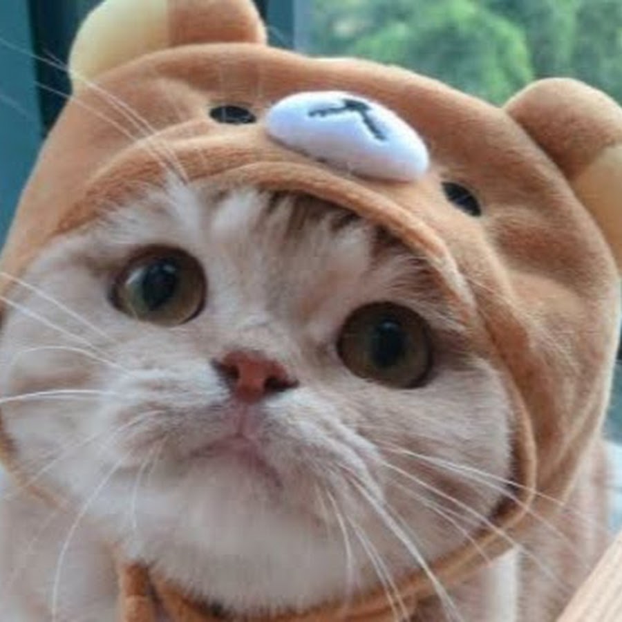 kitty-lover-youtube