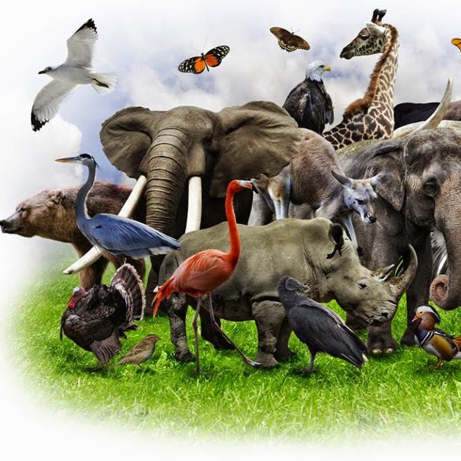 ANIMAL KING - YouTube