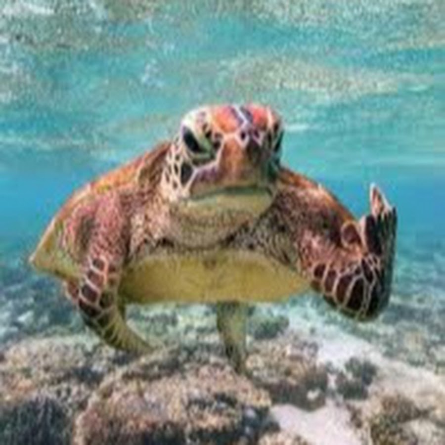 Pissed off Turtle YouTube