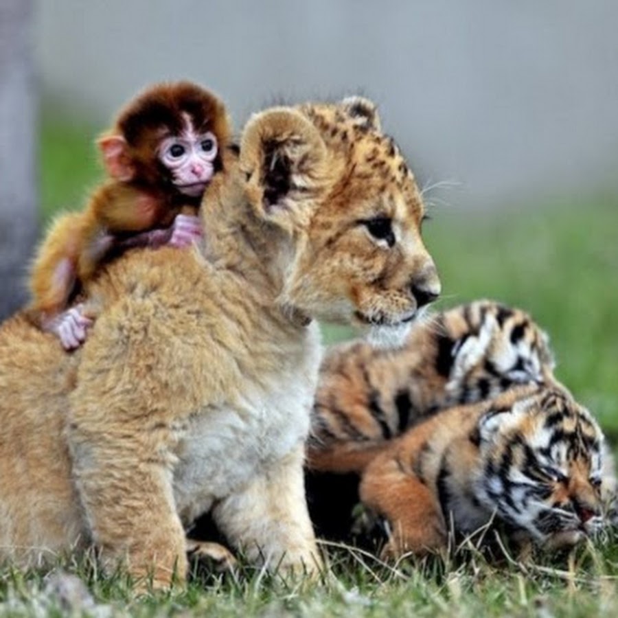 MUNDO ANIMAL - YouTube