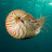 Chambered Nautilus avatar