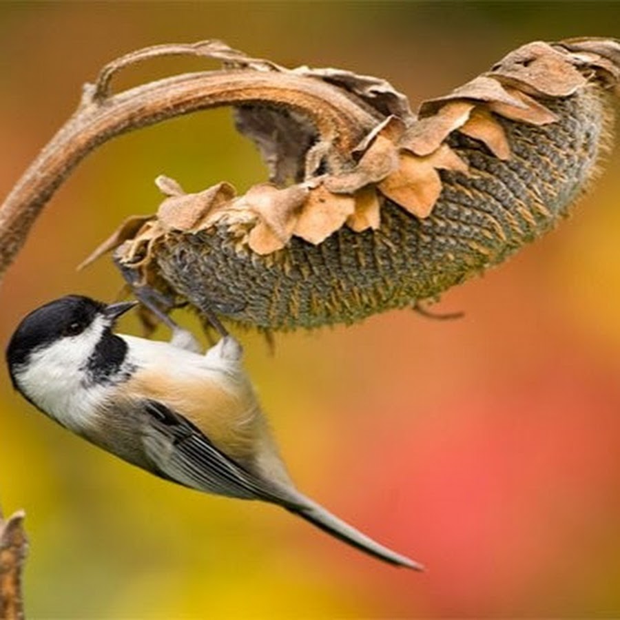 The Mountain Chickadee 