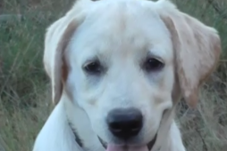 Chelsea Fc Dog Collar