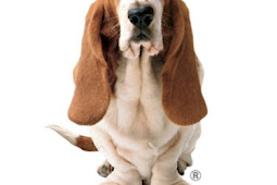 hush puppies brand origin Hush puppies store opens kuala lumpur
flagship pavilion