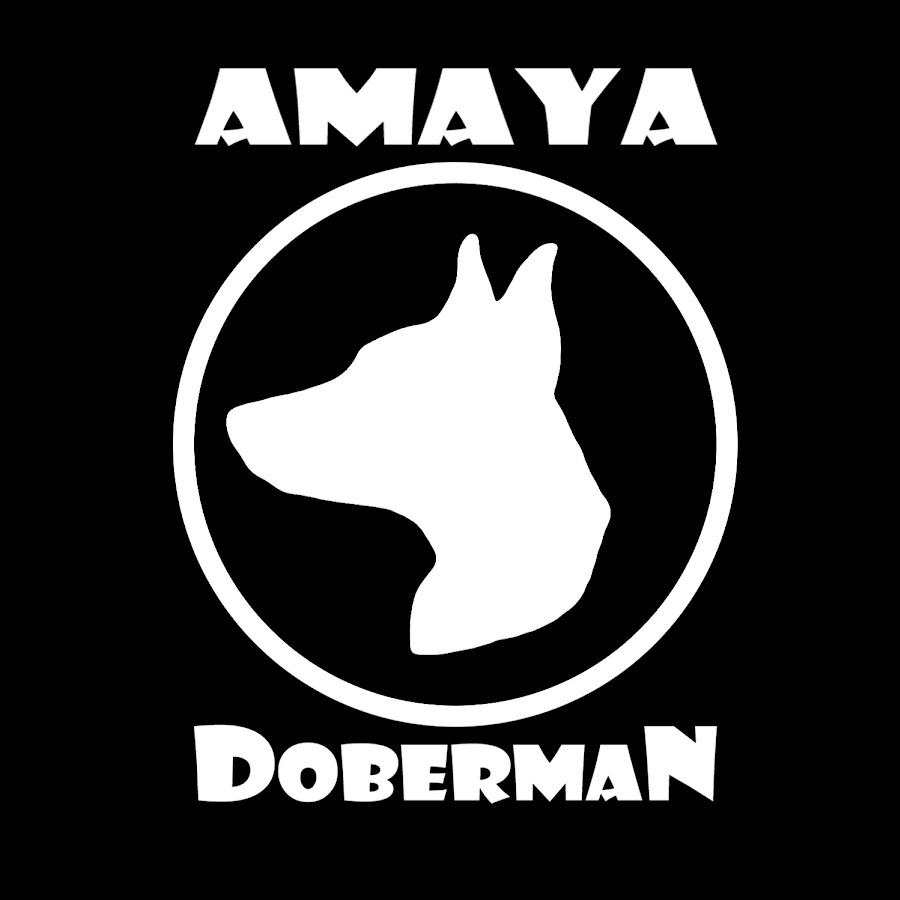 Doberman amanda