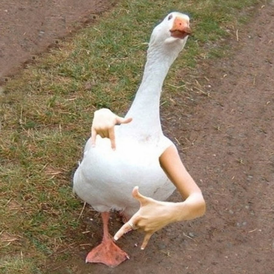 Фото гуся на аву Slam Duck - YouTube