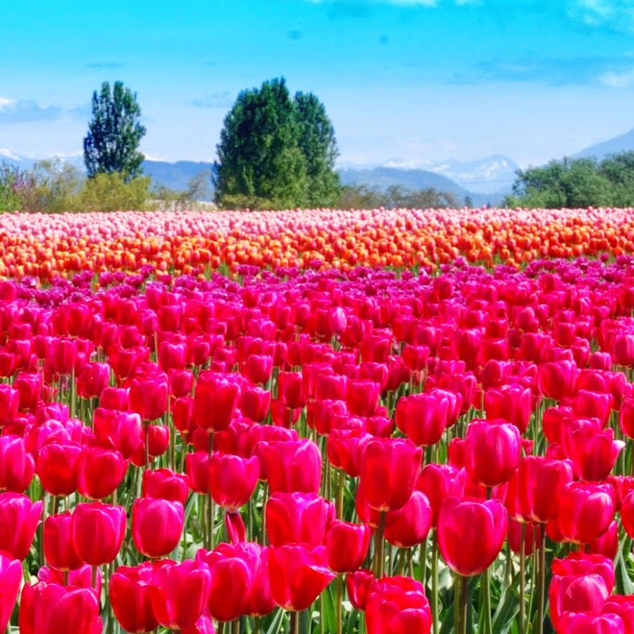 Nuvia Alina - YouTube