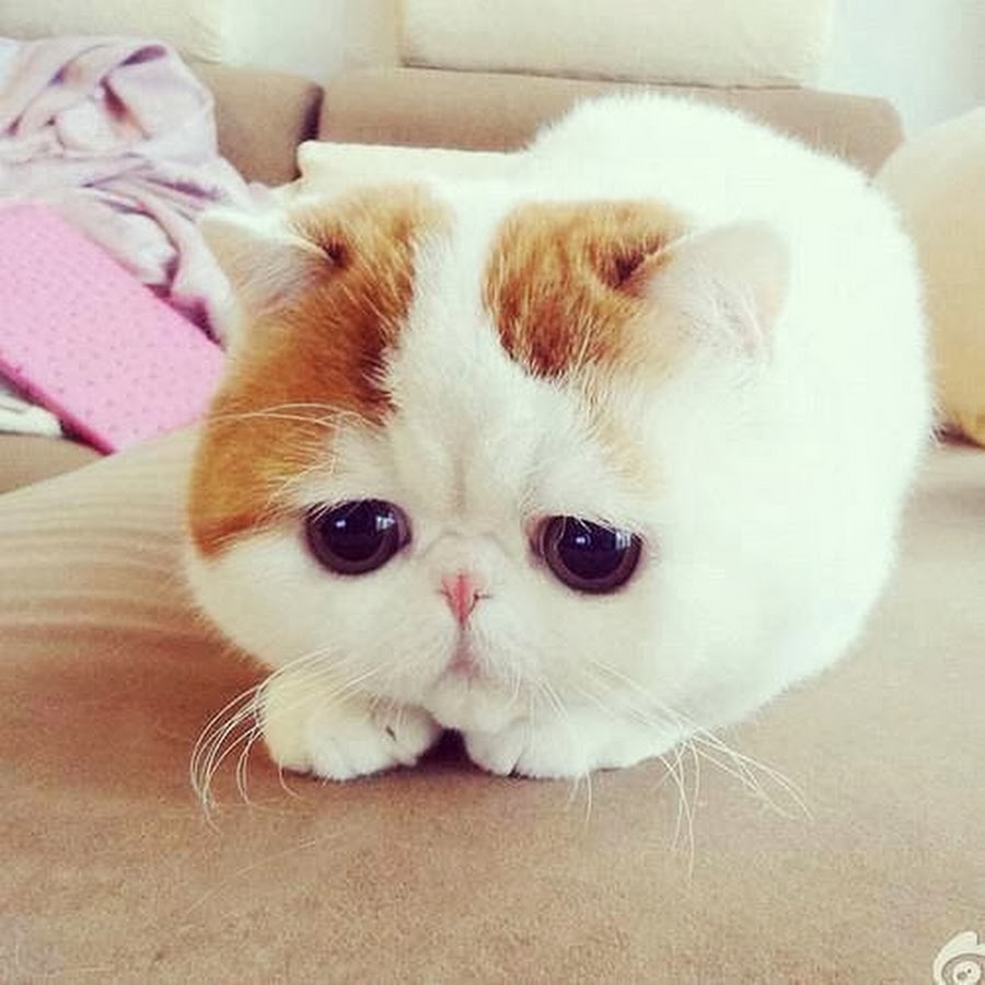 Милый котик картинка