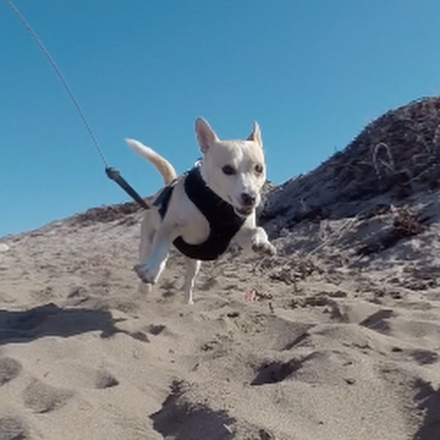 Recumbent Trike Adventures & My Dog Noah - YouTube