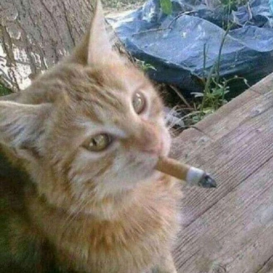 Itz pink_gacha - YouTube