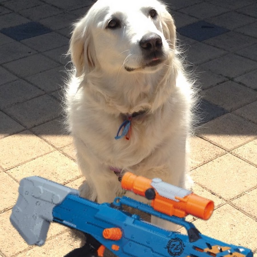 Nerf Dogs YouTube