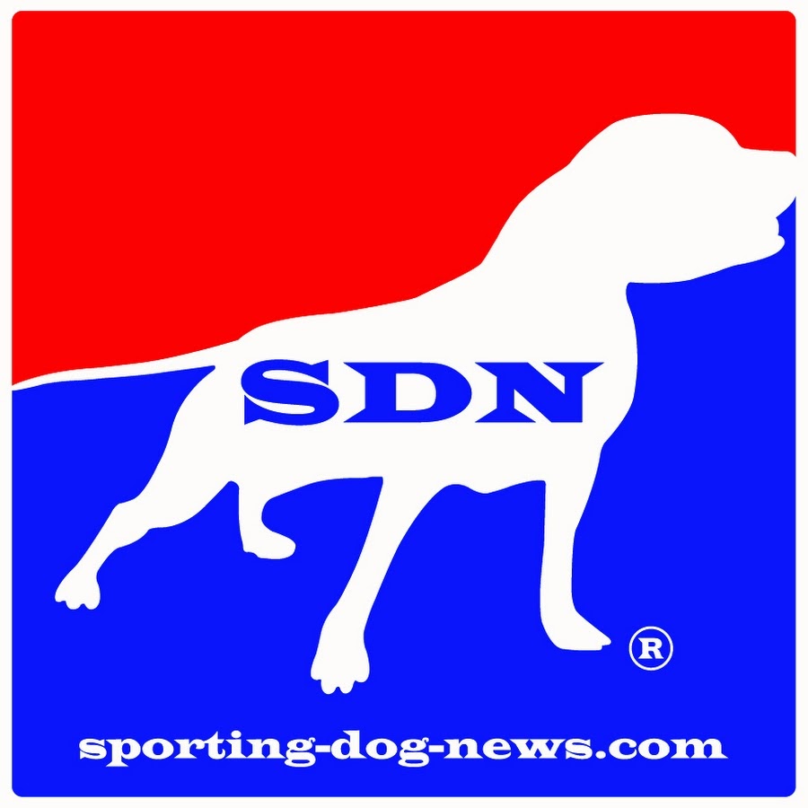 Sporting Dog News YouTube