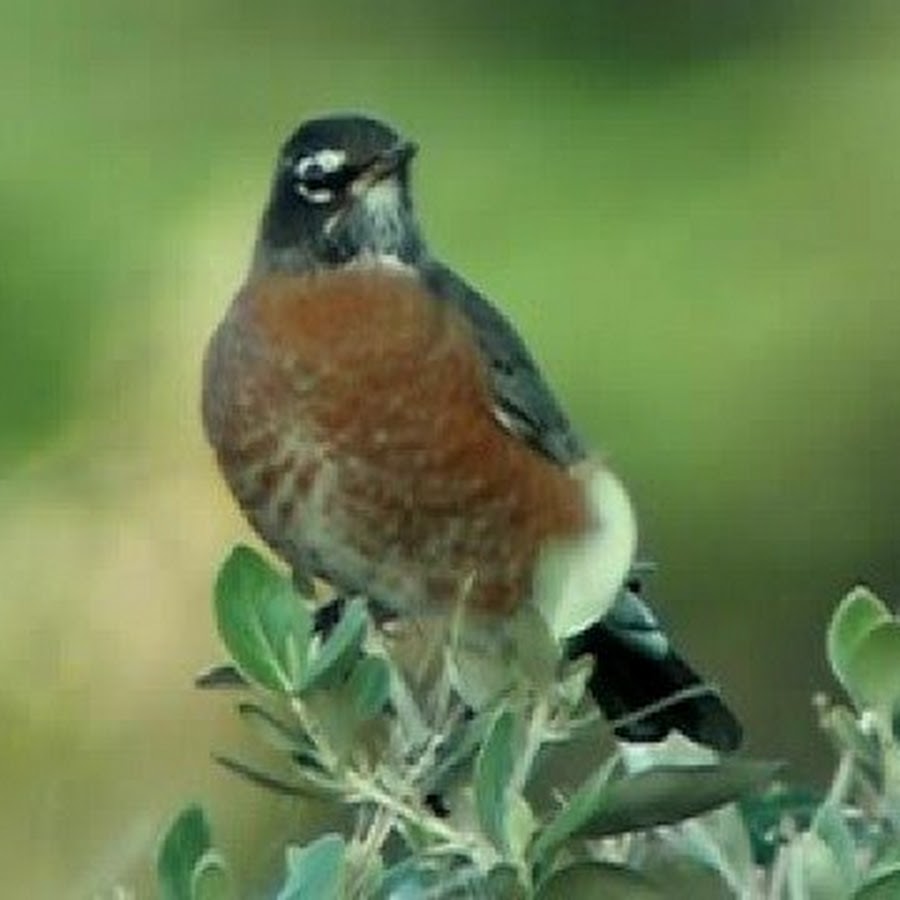 cornwallbirding 