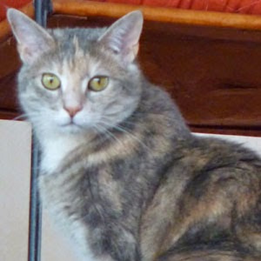 Yoda Cat 