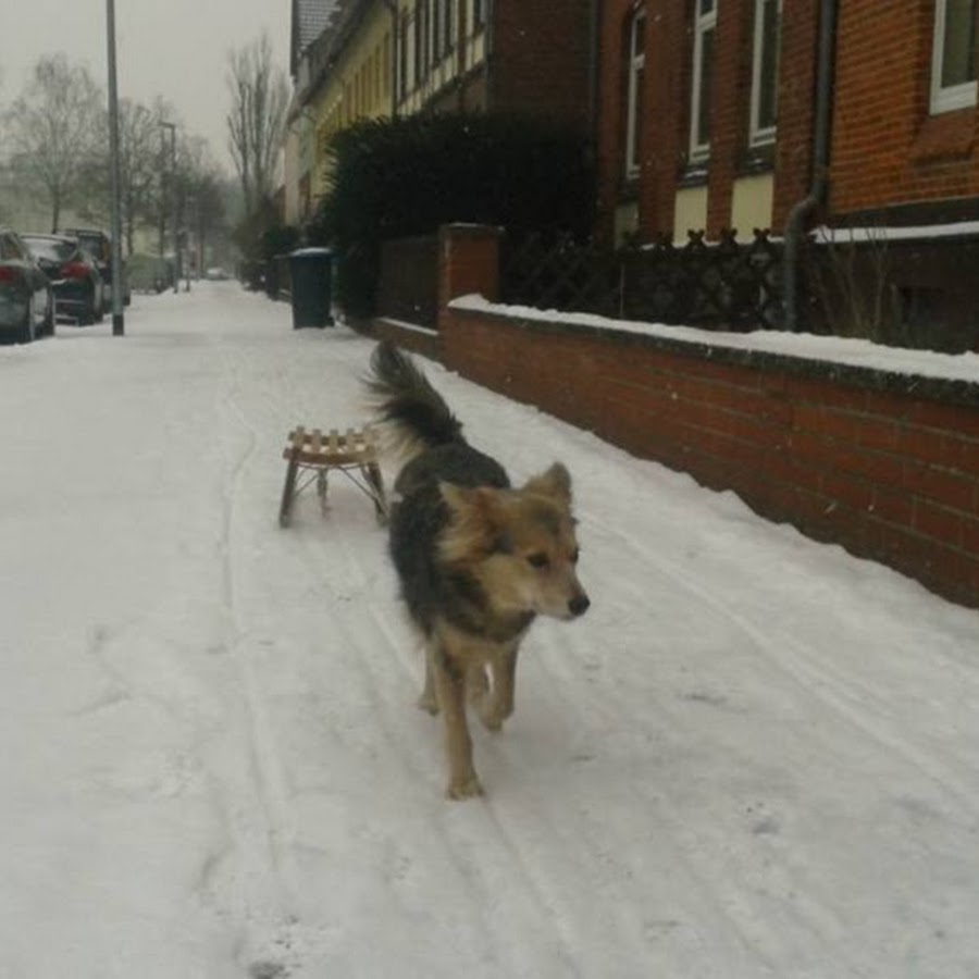 Wolfskralle Hund YouTube