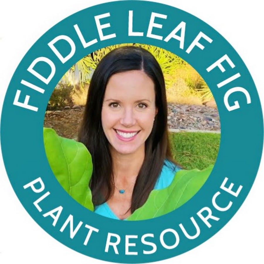 Fiddle Leaf Fig Plant Resource Center - YouTube