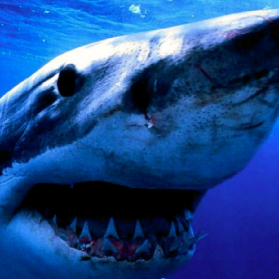 Great White - YouTube