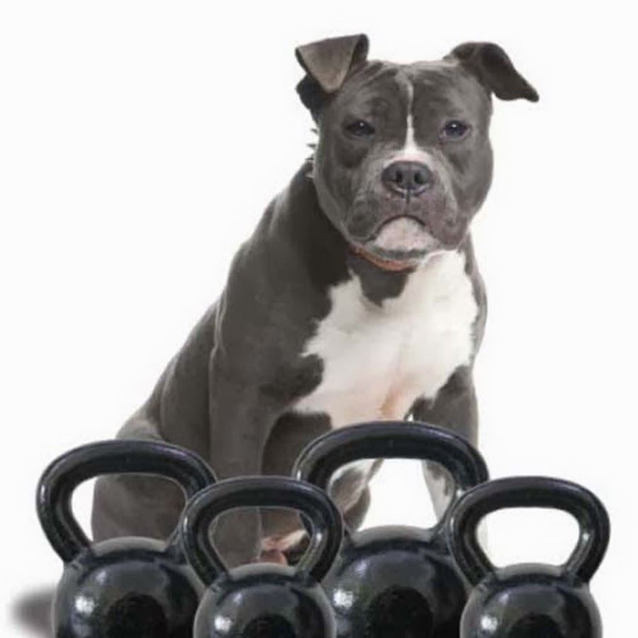 Bully Dog Fitness Equipment - YouTube