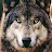 dynamicwolf avatar