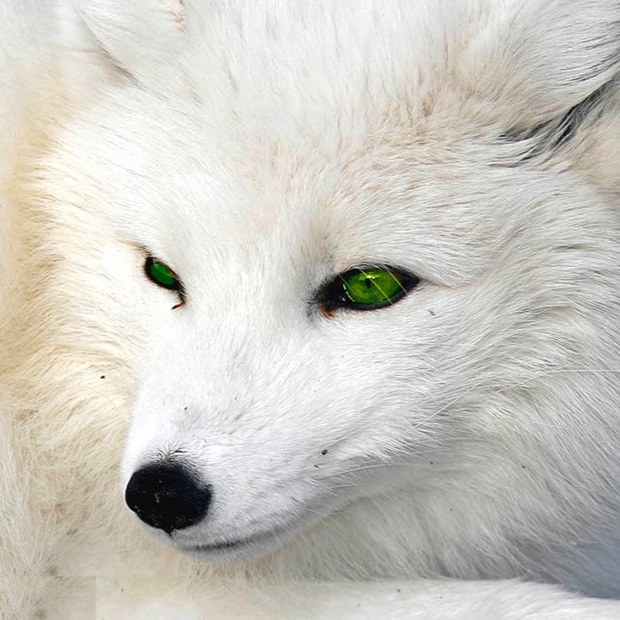 Лиса с белыми глазами. Белые животные. Белая лиса с зелеными глазами. Белый волк с зелеными глазами. Лиса с зелеными глазами