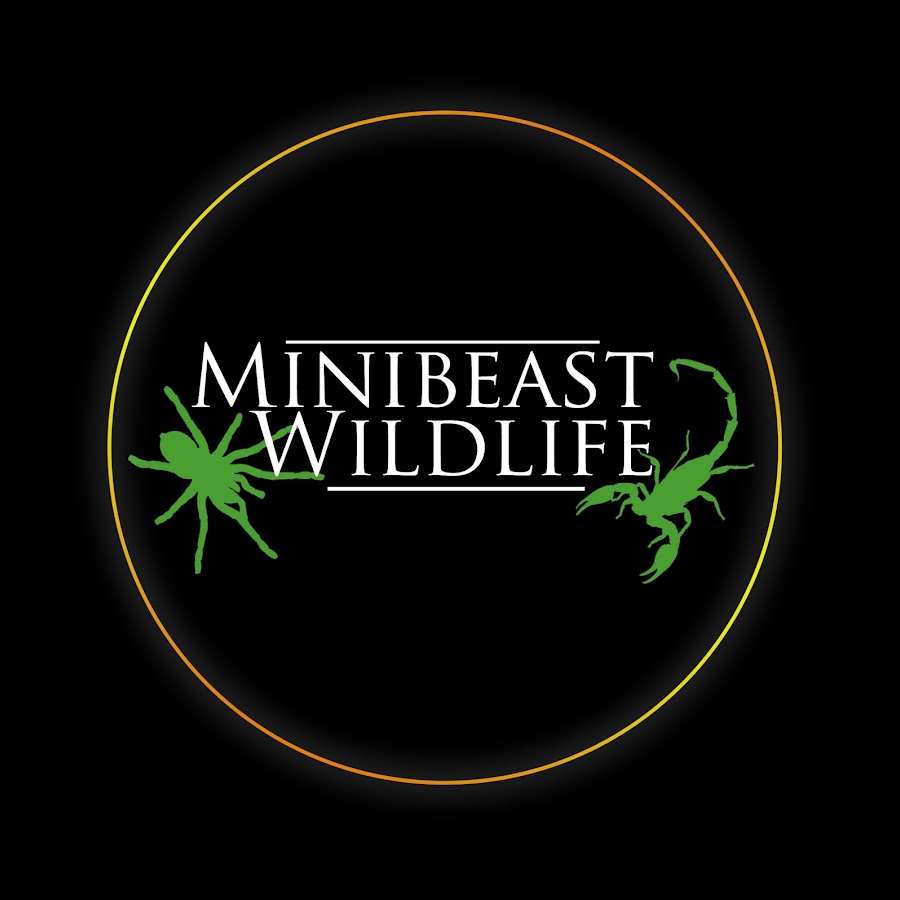 Minibeast official
