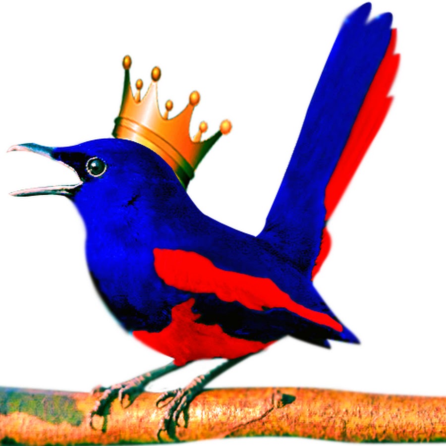 Raja Burung 